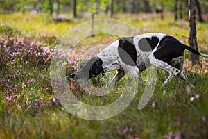 Dog english pointer