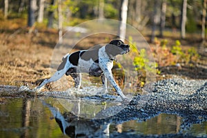 Dog english pointer