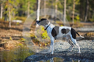 Dog english pointer