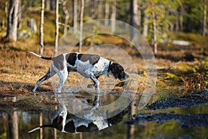 Dog english pointer