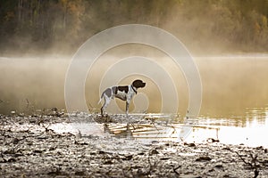 Dog english pointer