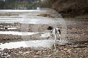 Dog english pointer