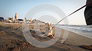 Dog enjoy playing on beach in the sand