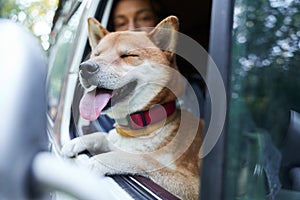 Dog enjoying a car ride