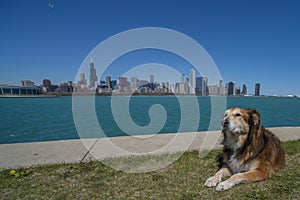 Dog enjoying Chicago Skyline