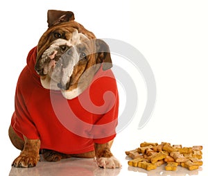 Dog enjoying dog bones