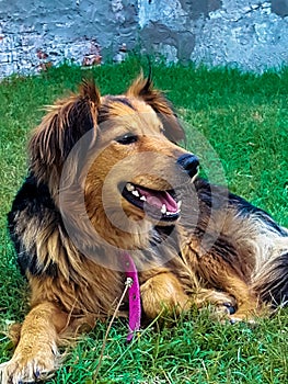 Dog enjoying the garden. Dog happiness