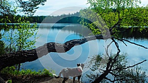 Dog enjoying lake in finland