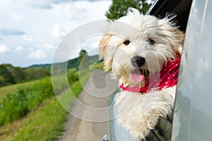 Dog enjoying a ride with the car