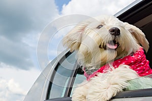 Dog enjoying a ride with the car