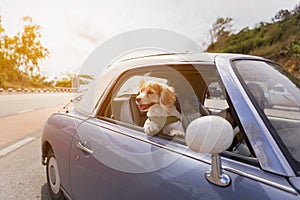 Dog enjoying a ride with the vintage car color purple on the road