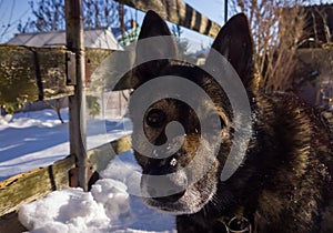 Dog enjoying the snow during winter.