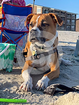 A dog enjoying some time on the beach in Pawley's Island, South Carolina