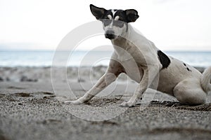 Dog enjoying summer at the beach