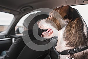 Dog enjoying from traveling by car.  Dog sits on the back seat of a car and looks ahead
