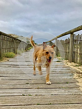 Dog enjoying a walk