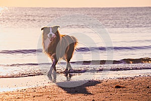Dog enjoying walk on sandy beach in the morning