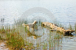 A dog enjoying the water at algonquin park