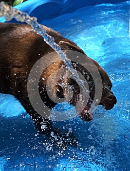 A dog enjoying the water from the hose