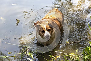 Dog enjoys the cool water of the lake on a hot summer day