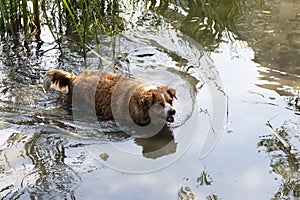 Dog enjoys the cool water of the lake on a hot summer day