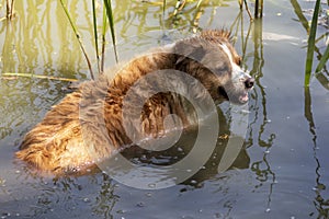 Dog enjoys the cool water of the lake on a hot summer day