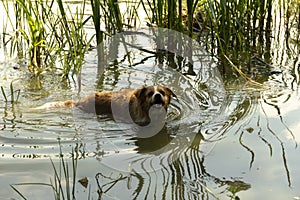 Dog enjoys the cool water of the lake on a hot summer day