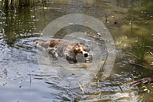 Dog enjoys the cool water of the lake on a hot summer day