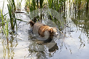 Dog enjoys the cool water of the lake on a hot summer day