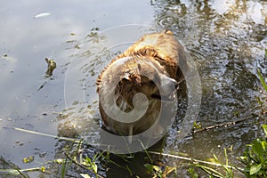 Dog enjoys the cool water of the lake on a hot summer day