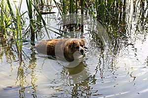 Dog enjoys the cool water of the lake on a hot summer day