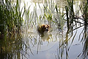 Dog enjoys the cool water of the lake on a hot summer day