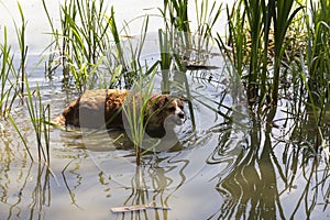 Dog enjoys the cool water of the lake on a hot summer day