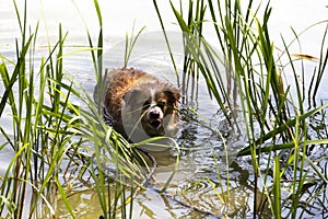 Dog enjoys the cool water of the lake on a hot summer day