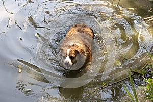 Dog enjoys the cool water of the lake on a hot summer day