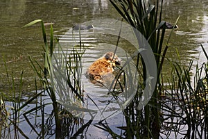 Dog enjoys the cool water of the lake on a hot summer day