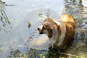 Dog enjoys the cool water of the lake on a hot summer day