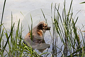 Dog enjoys the cool water of the lake on a hot summer day