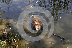 Dog enjoys the cool water of the lake on a hot summer day