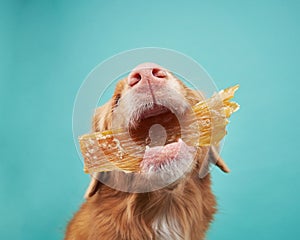 A dog enjoys a crunchy treat, showcasing a close-up of its nose and the snack