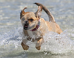 A dog enjoys playing in the ocean at Corny Point in South Australia in Australia. photo