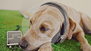 Dog enjoys a tablet in the library, listening to music on headphones