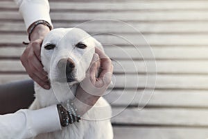 Dog enraptured in the embrace of his owner