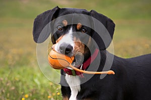 Dog entlebucher mountain dog, portrait with a ball