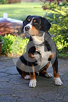 Dog, Entlebucher Sennenhund, Bernese Mountain Dog