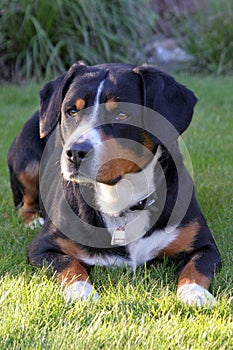 Dog, Entlebucher Sennenhund, Bernese Mountain Dog