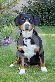 Dog, Entlebucher Sennenhund, Bernese Mountain Dog