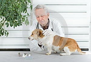 Dog examination
