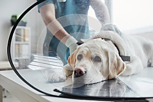 Dog on Examination Table at Vet Clinic