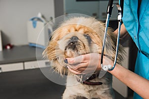 Dog examination at vet ambulance